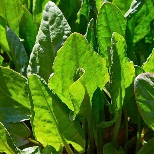 French Sorrel (Rumex acetosa) | Terre promise